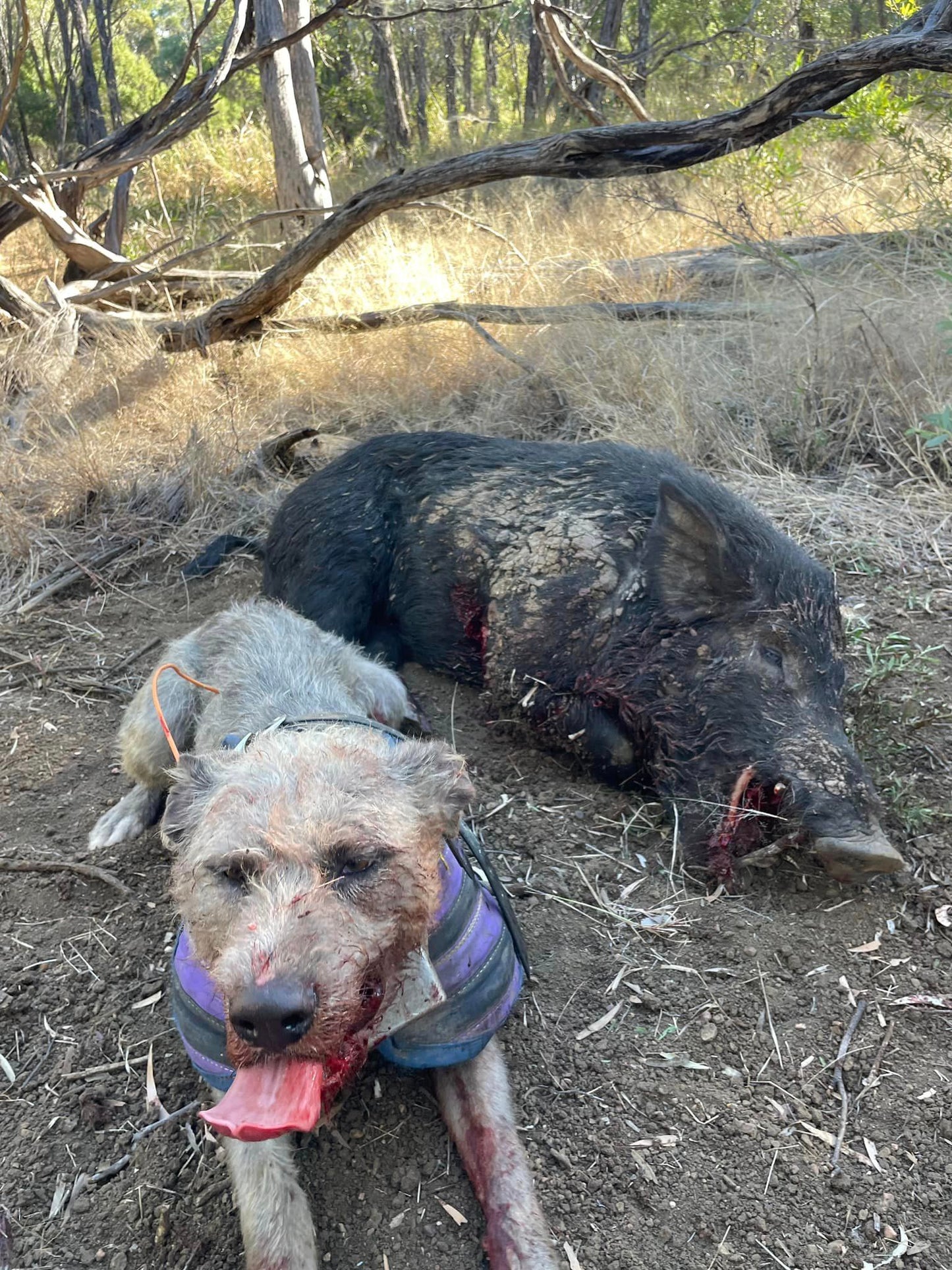 'Gas' - full breastplate