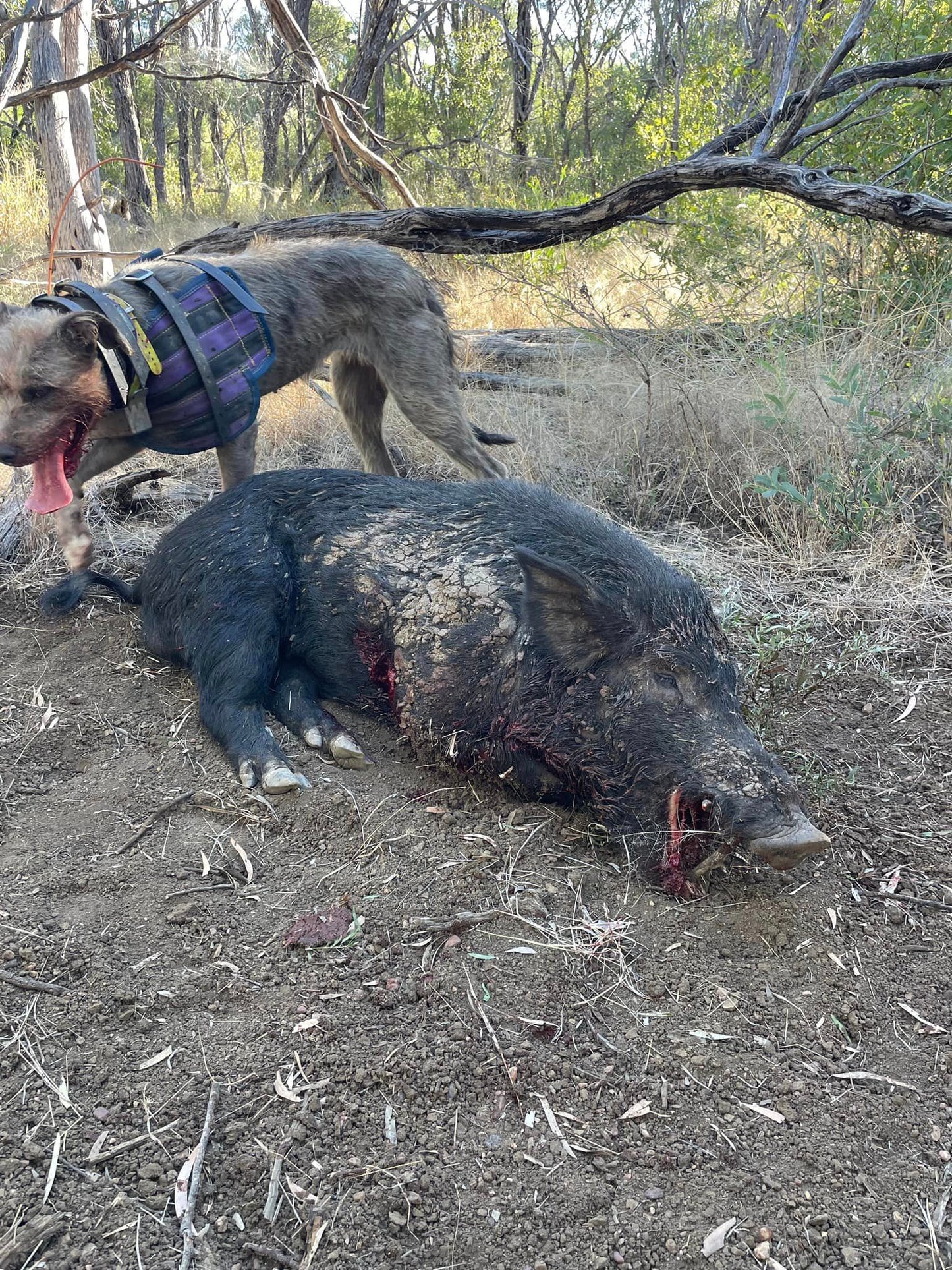 'Gas' - full breastplate