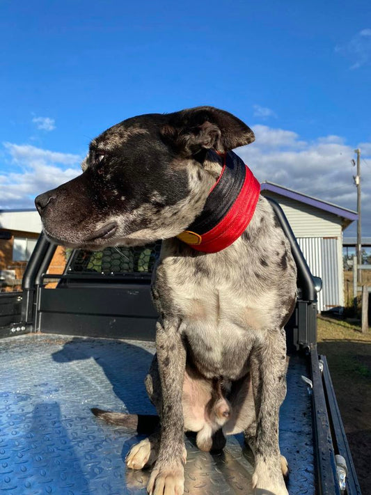 'Rocket' neck collar - custom colours