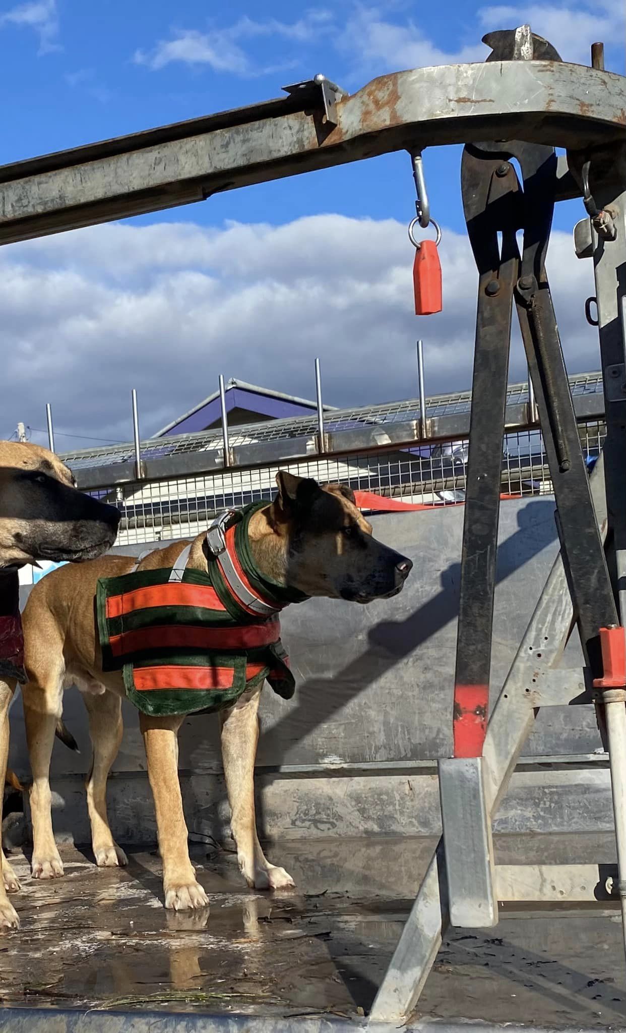 'Gas' - full breastplate