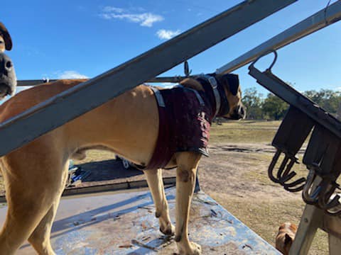 'Ted' - full breastplate