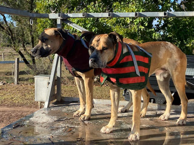 'Gas' - full breastplate