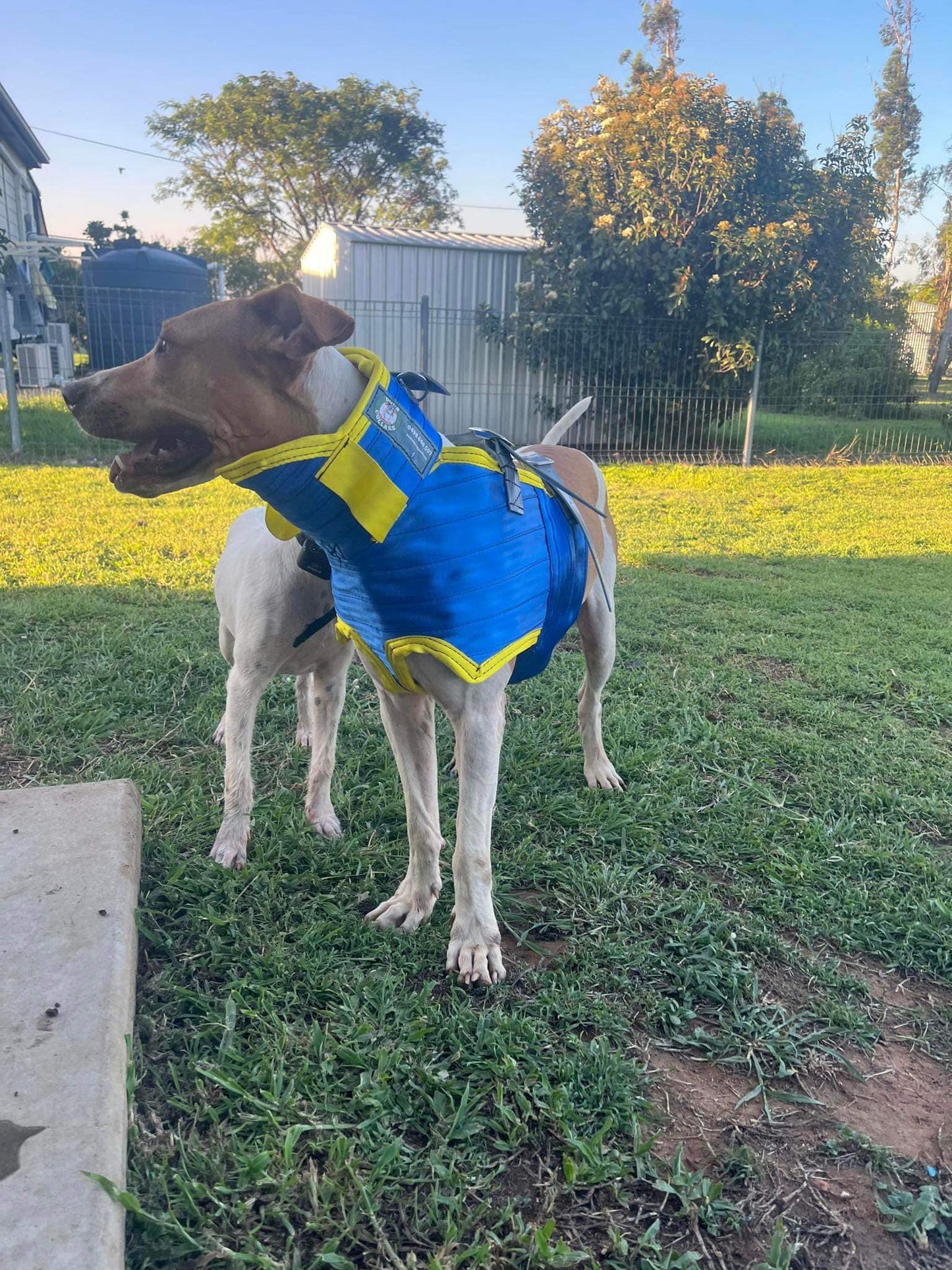 'Ted' - full breastplate